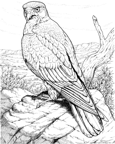 Hawk Raptor Coloring Page